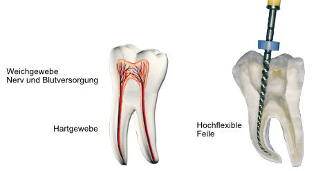 Endodontie